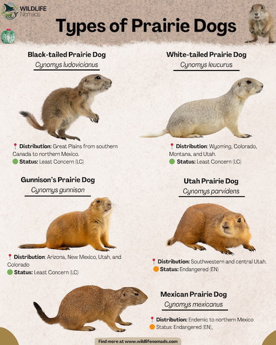 Types-Species-of-Prairie-Dogs.webp Types-Species of Prairie Dogs infographic