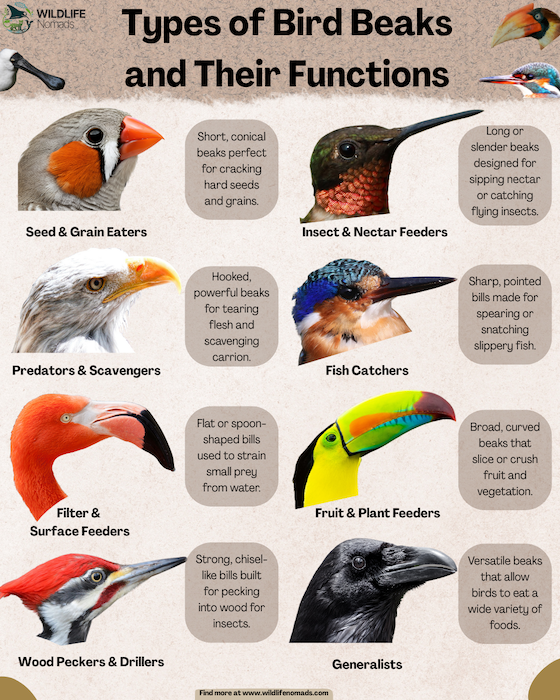 Types-of-Bird-Beaks-and-Their-Functions.webp Types of Bird Beaks and Their Functions infographic