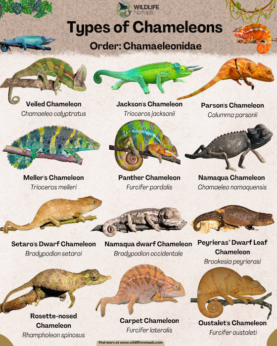 The Chameleon Amazing Facts 12 Species You Should Know