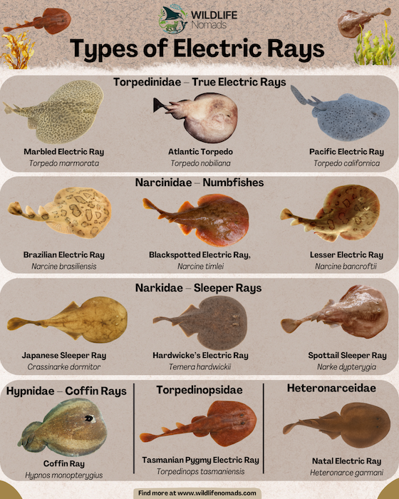 Types-of-Electric-Rays.webp Types of Electric Rays infographic