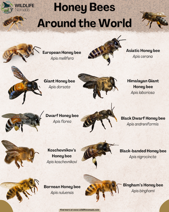 Types-of-Honeybee-infographic.webp Types of Honeybee infographic