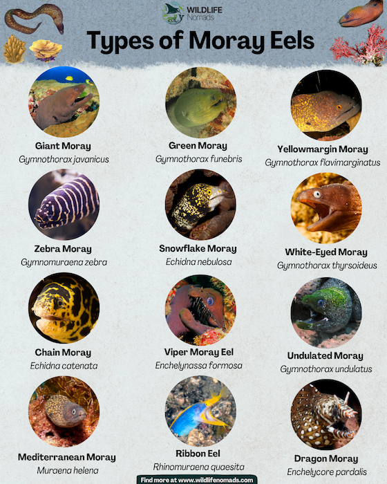 Types of Moray Eel infographic