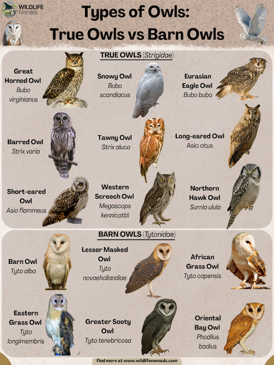 Types-of-Owls-True-Owls-vs-Barn-Owls.webp Types of Owls: True Owls vs Barn Owls infographic