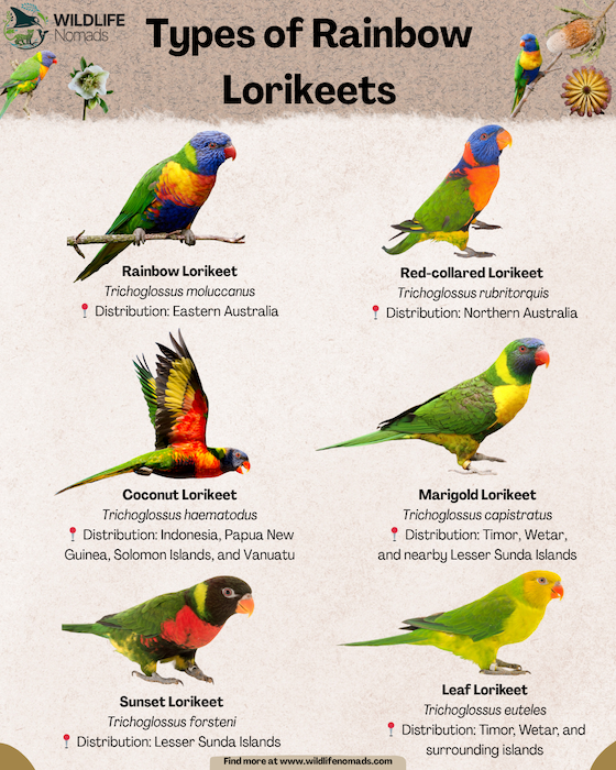 Types-of-Rainbow-Lorikeets-Around-the-World-infographic.webp infographic showing 6 different types of rainbow lorikeets around the worl