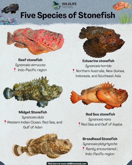 Types of Stonefish species  infographic