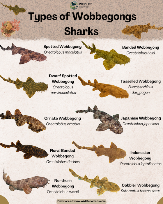 Types-of-Wobbegongs-Sharks-infographic.webp infographic showing types of Wobbegongs Sharks
