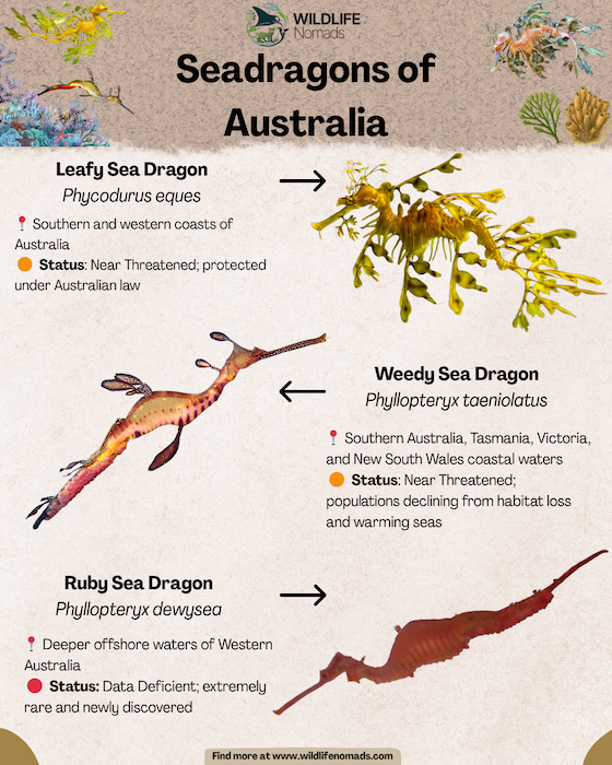 Types-of-sea-dragons-of-Australia-infographic.webp Seadragons of Australia infographic showing 3