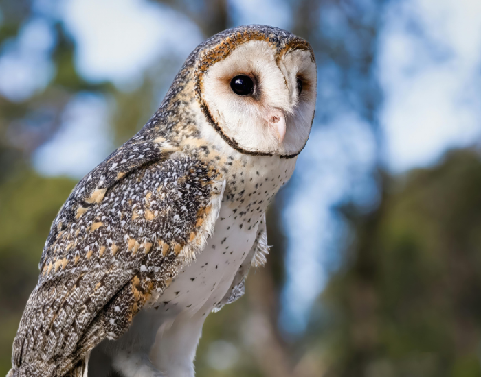 Tyto-novaehollandiae.webp Lesser Masked Owl on a tree