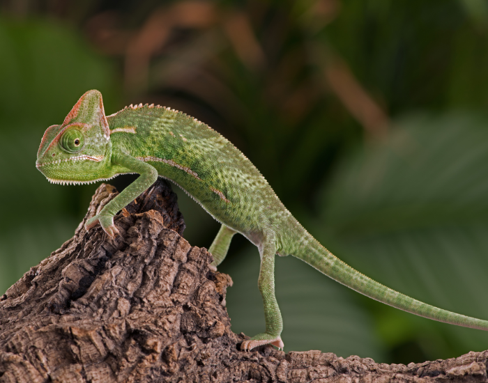 Veiled Chameleon over a tree trunk walking along