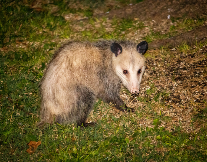 Virginia-Opossum.webp Virginia Opossum on grass