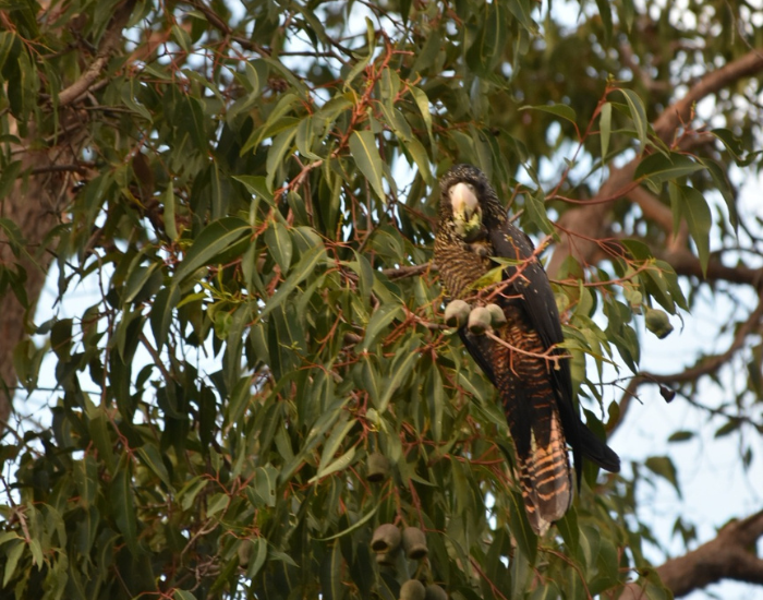 WA-red-tailed-cackotoo-2.webp Black Cockatoo in Western Australia on a tree
