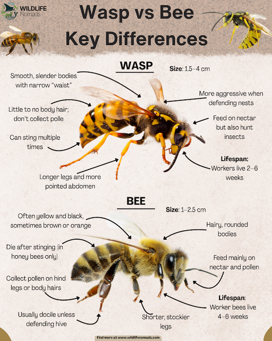 Wasp vs BeeKey Differences infographic