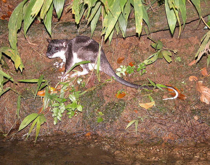Water-Opossum-Chironectes-minimus.webp Water Opossum (Chironectes minimus)