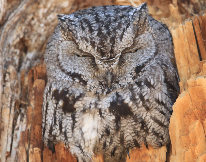 Western-Screech-Owl-Megascops-kennicottii.webp Western Screech Owl close up on a hollow tree
