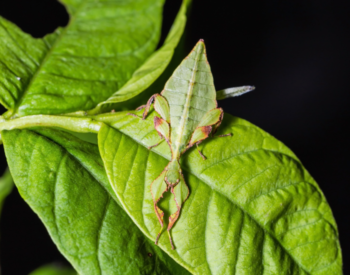 Westwoods-Leaf-Insect-Phyllium-westwoodii.webp Westwood’s Leaf Insect (Phyllium westwoodii) on top of a leaf