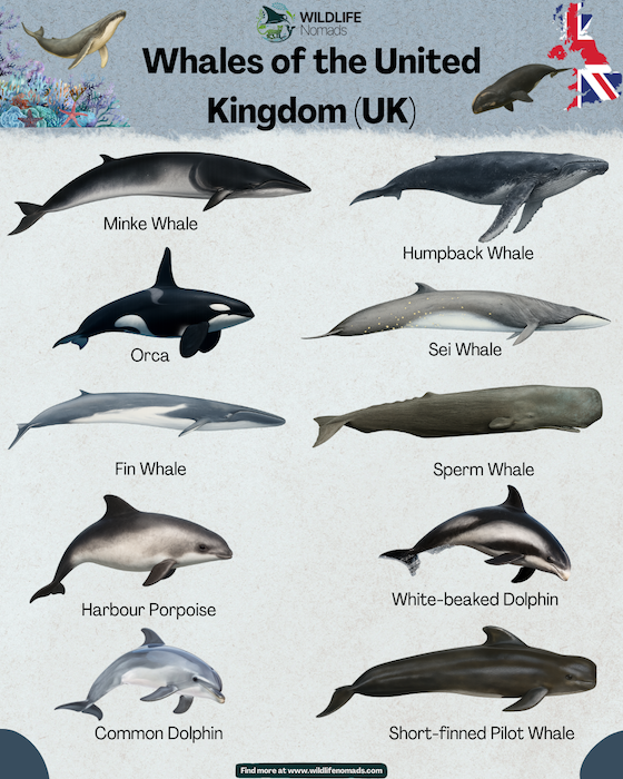 Whales-of-the-United-Kingdom-UK.webp Infographic showing the whales of the united Kingdom