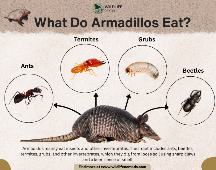armadillo diet infographic
