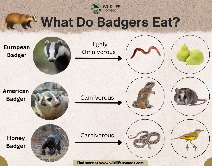 What-Do-Badgers-Eat.webp What Do Badgers Eat? infographic
