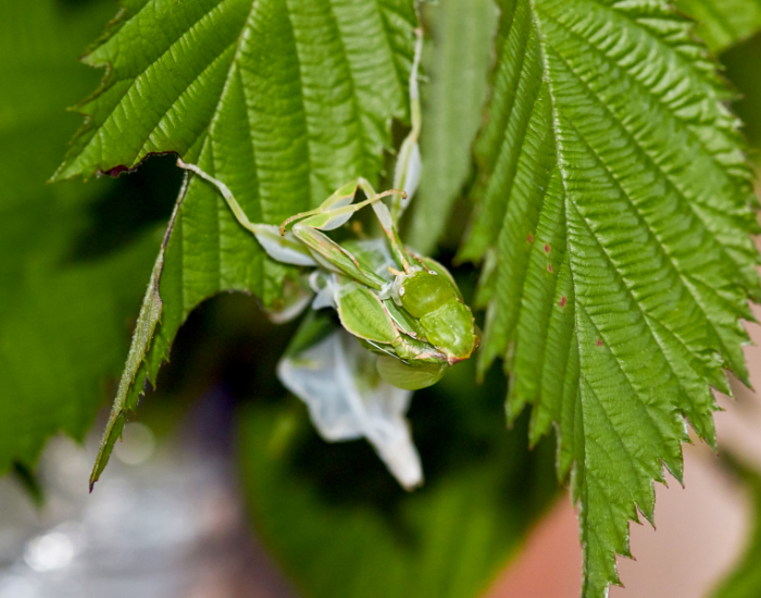 What-Do-Leaf-Insects-Eat-infographic-1.webp phylliidae sheding skin