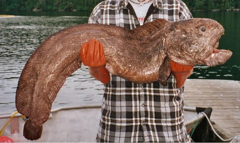 Wolf_eel.webp person holding a wolf ell on a its arms