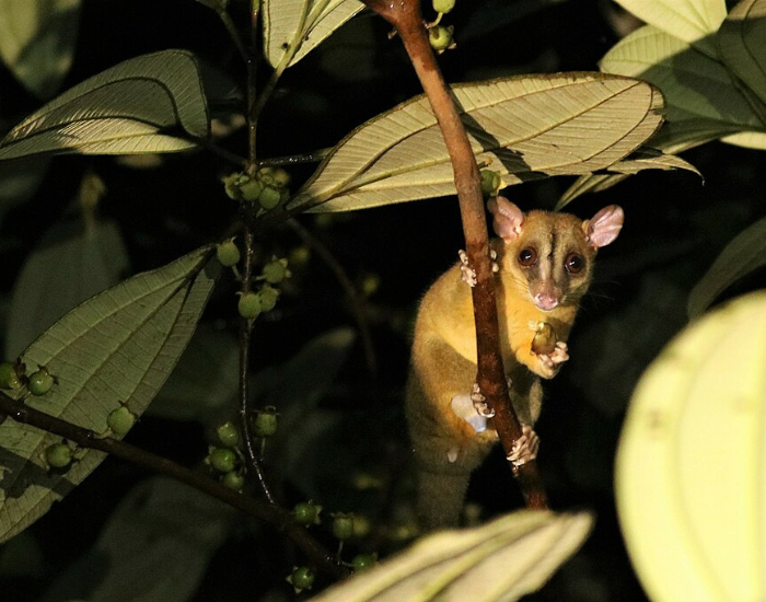 Woolly-Opossum-Caluromys-philander.webp Woolly Opossum on a tree at night in the wild