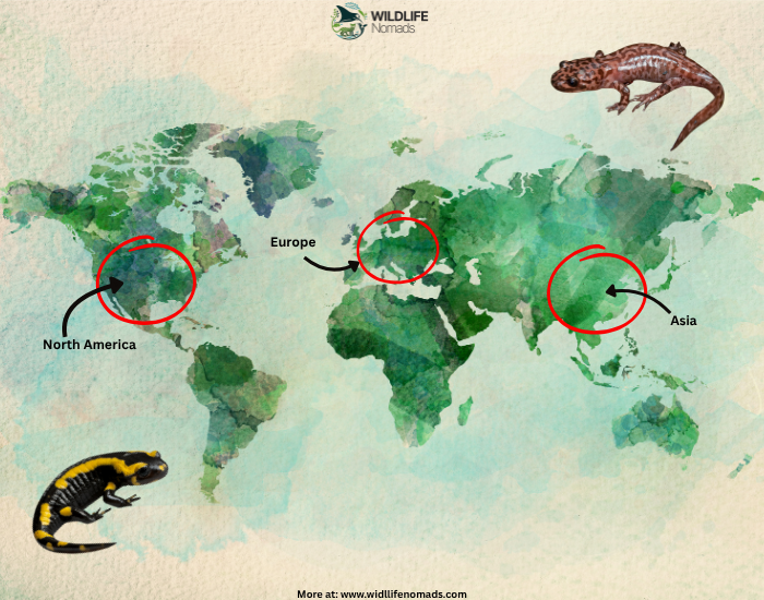 Worldwide-distribution-of-salamanders-1.webp Worldwide distribution of salamanders