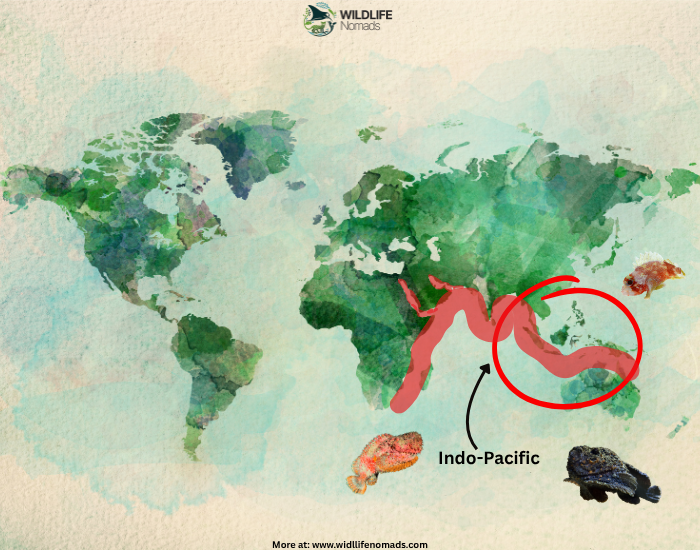 Worldwide distribution of  stone fish infgraphic