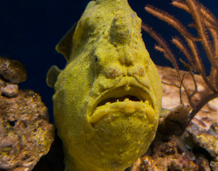 CLOSE UP OF AN ANGLER FISH in the ocean