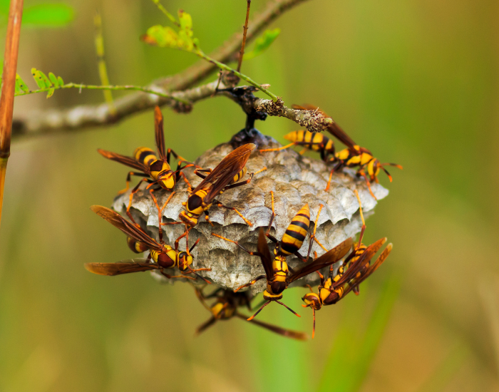 Yellowjackets on nest