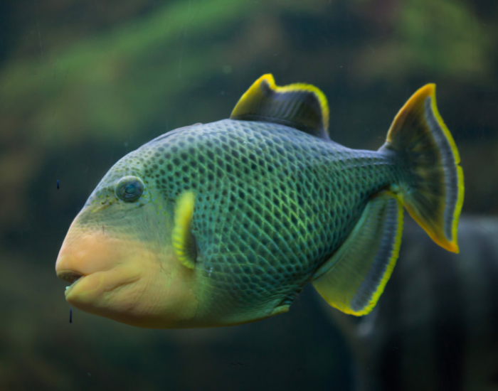 Yellowmargin-Triggerfish-Pseudobalistes-flavimarginatus.webp Yellowmargin Triggerfish close up