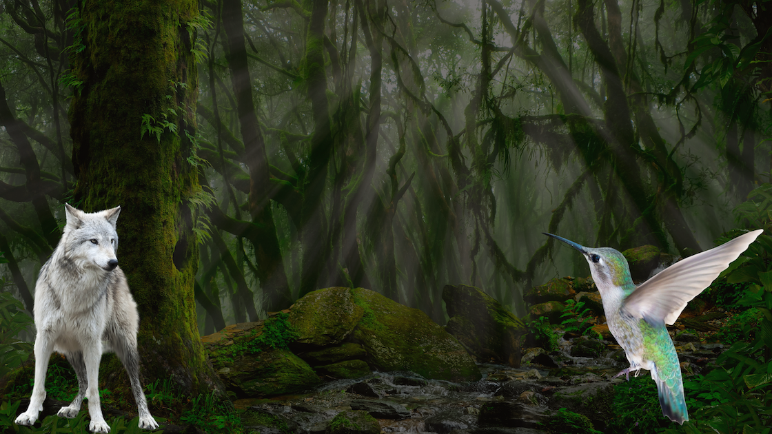 Wildlife Interactives: Maps, Games & Tools