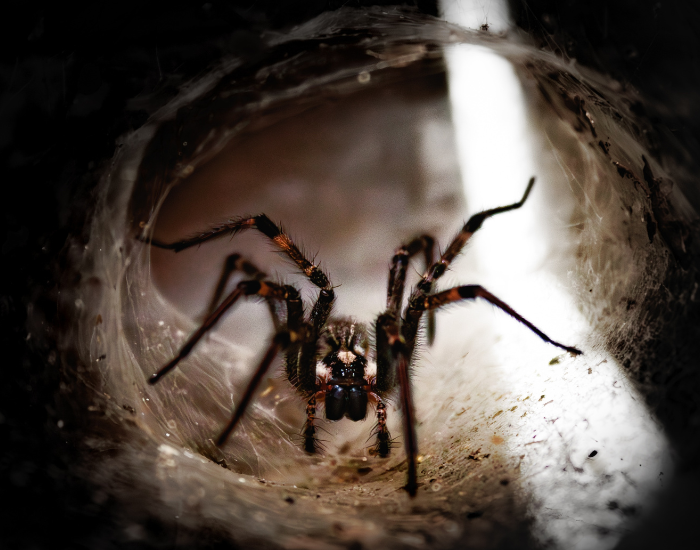 spider in den