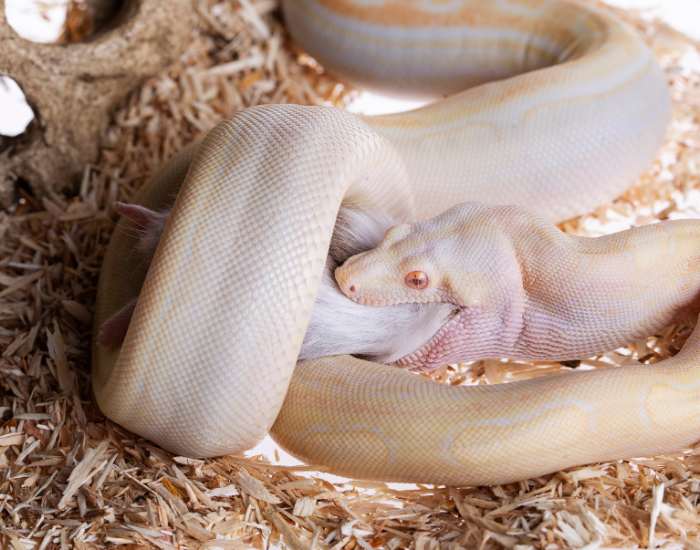 albino-boa-cosntrictor-eating.webp albino boa constrictor eating a rat in captovity