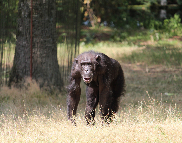 alpha-male-chimpanzee.webp chimpanzee walking in the wild