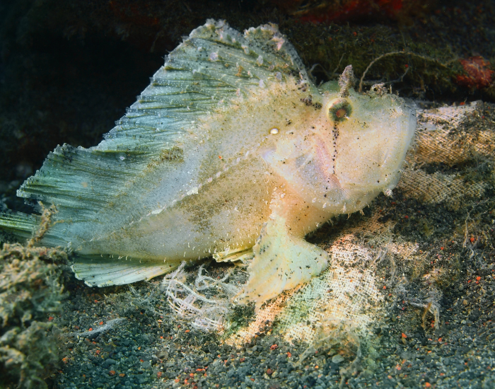 white ANGLERFISH IN THE OCEAN
