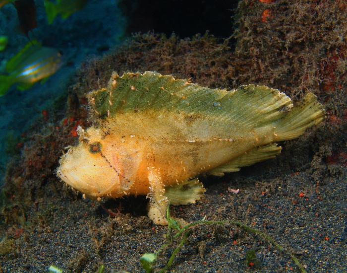 angler fish using pectoral fins to lay on the ocean floor