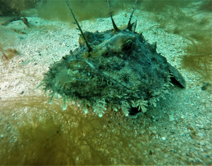 angler fish buried on the ocean floor ready to ambush