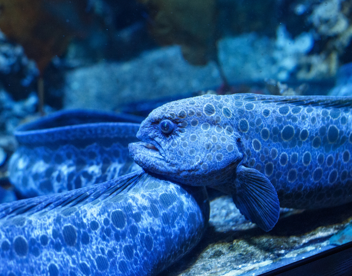 aquarium-wolf-eel.webp Blue wolf eel close up