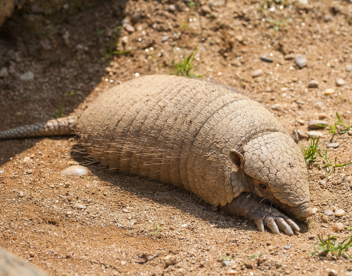 armadillo on the ground