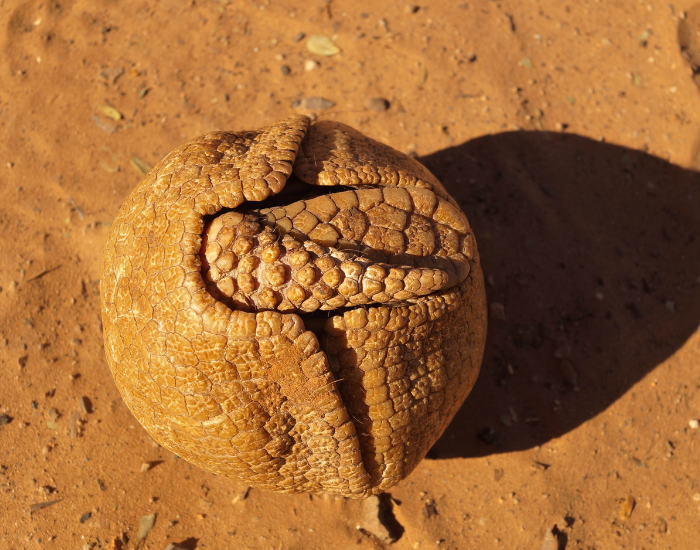 armadillo in a bowl in arid soil
