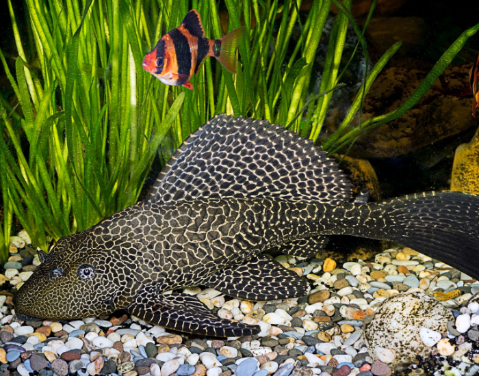armored catfish in a fish tank