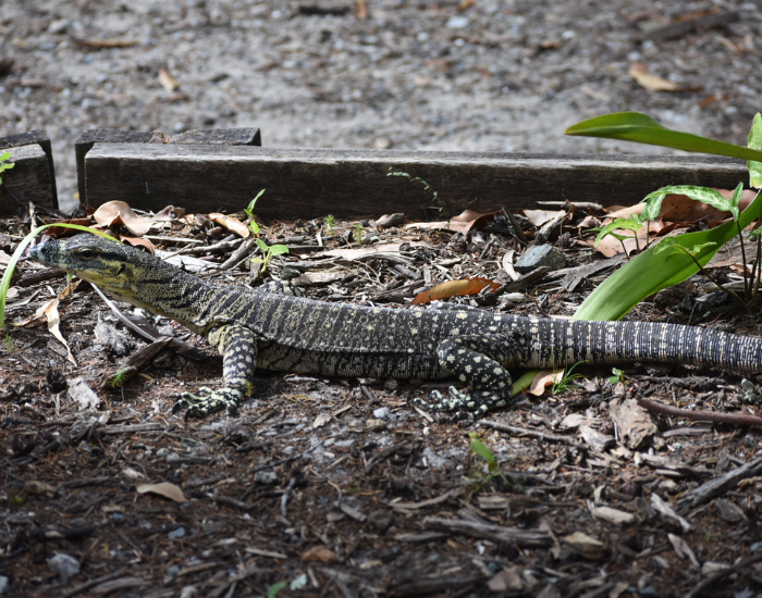 small monitor lizard next to a wooden deck