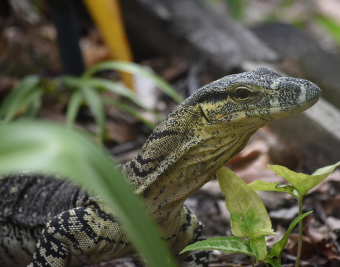 australia-goanna.webp monitor lizard in South Stradbroke Island