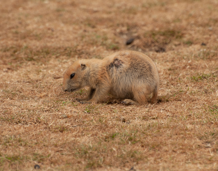 baby-Prairie-Dog.webp Prairie Dog in the wild
