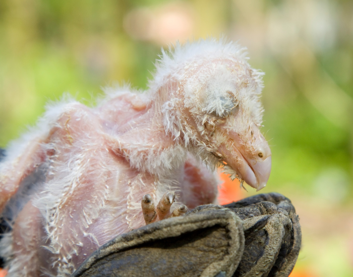 baby-barn-owl.webp baby barn owl chick baby