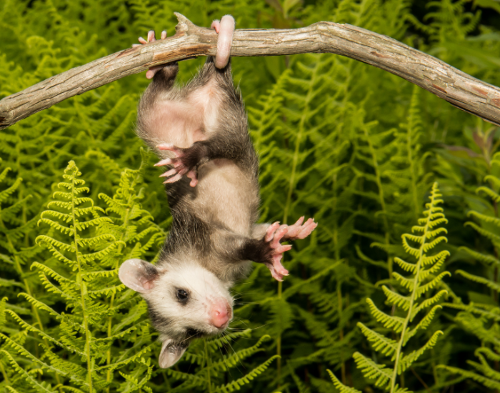 baby-oppossum.webp opossum hanging from its tail