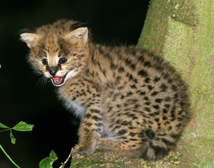 baby-serval.webp Baby serval cat