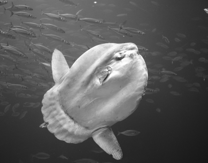 underwater black and white photo of an ocean sunfish