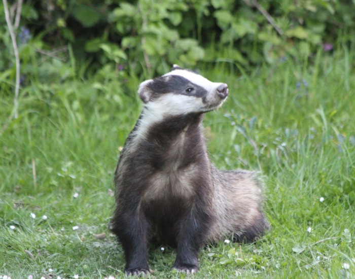 badger-2.webp BADGER IN THE WILD
