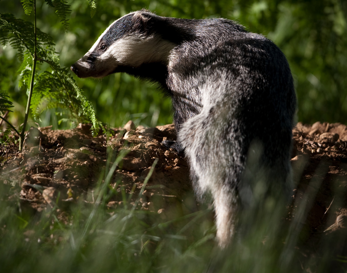 badger-3.webp european badger in the wild